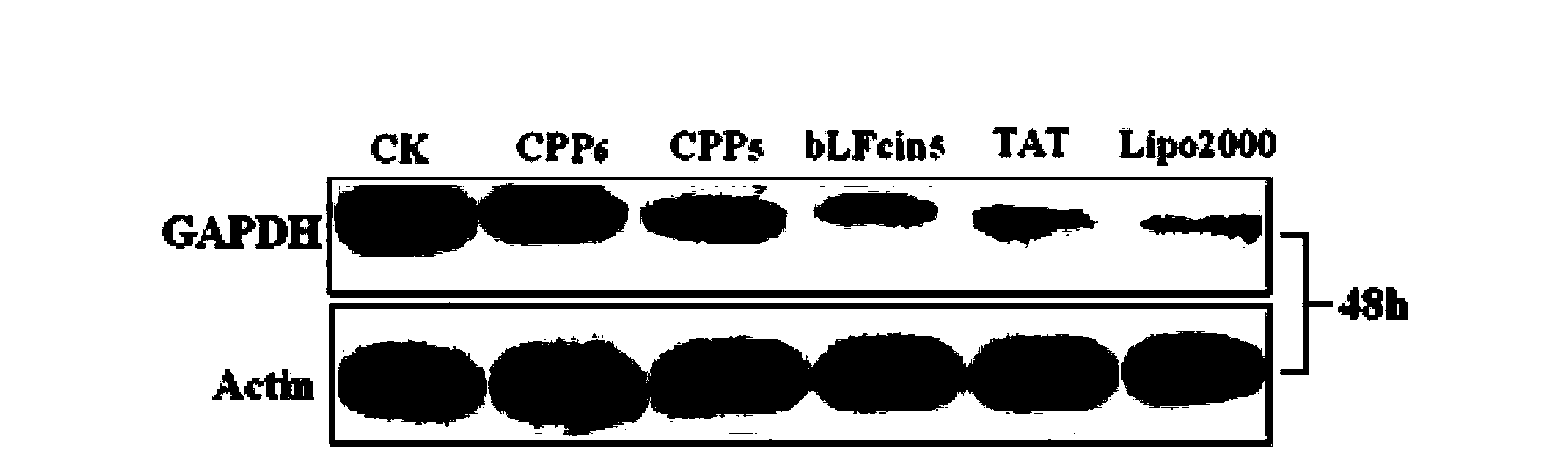 Cell-penetrating peptide and pharmaceutical composition and preparation method and application thereof