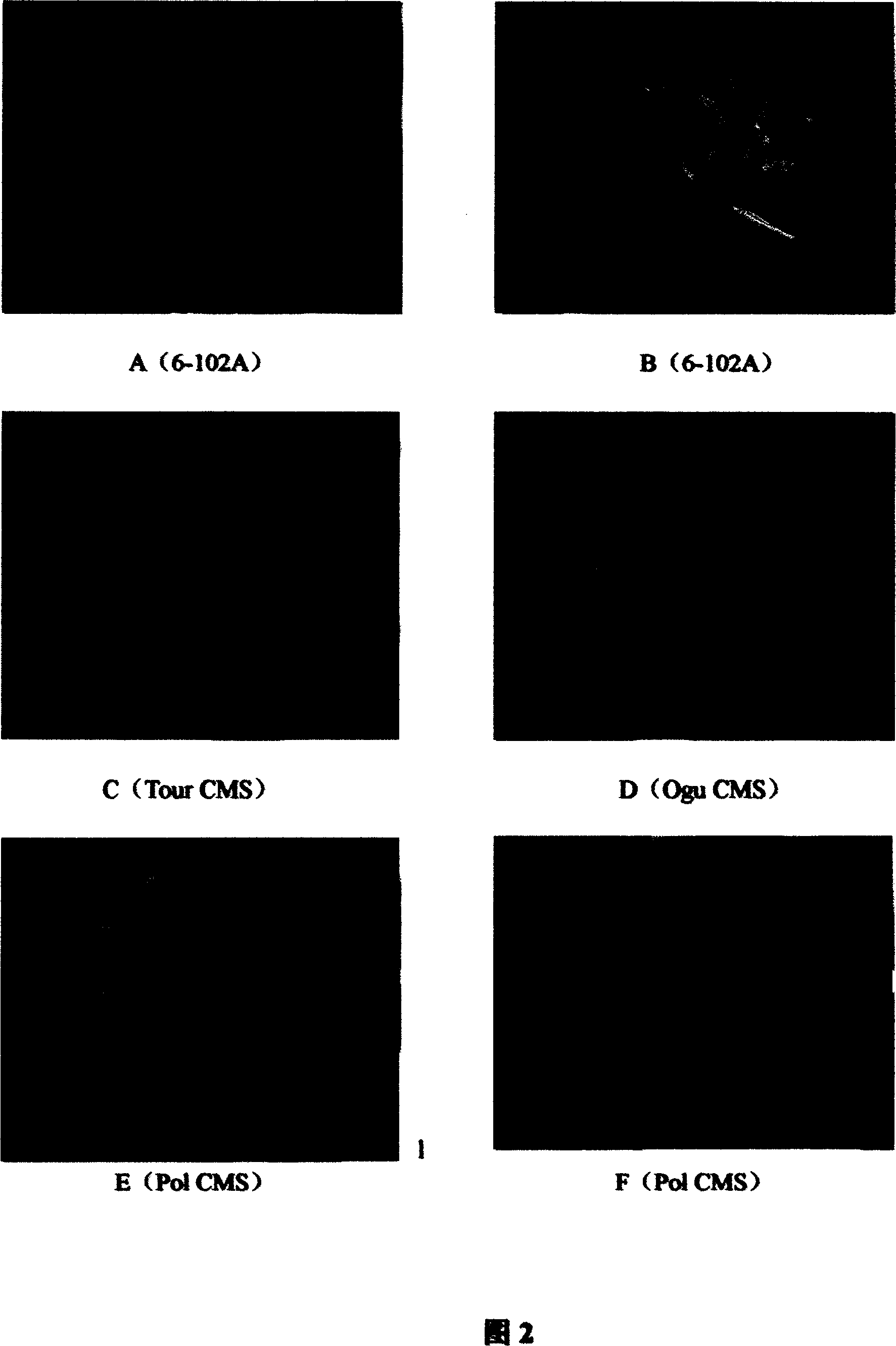 Selective breeding method for rape cytoplasmic male sterile line