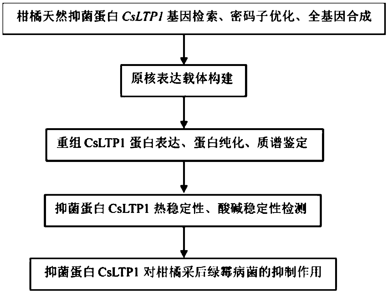 Preparation and application of citrus natural bacteriostatic protein CsLTP1