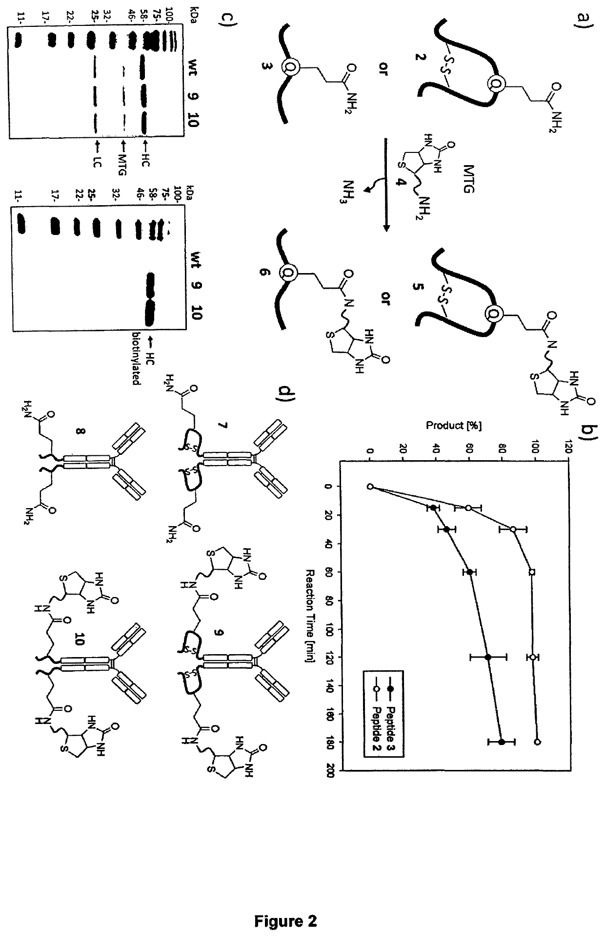 Transglutamine tag for efficient site-specific bioconjugation