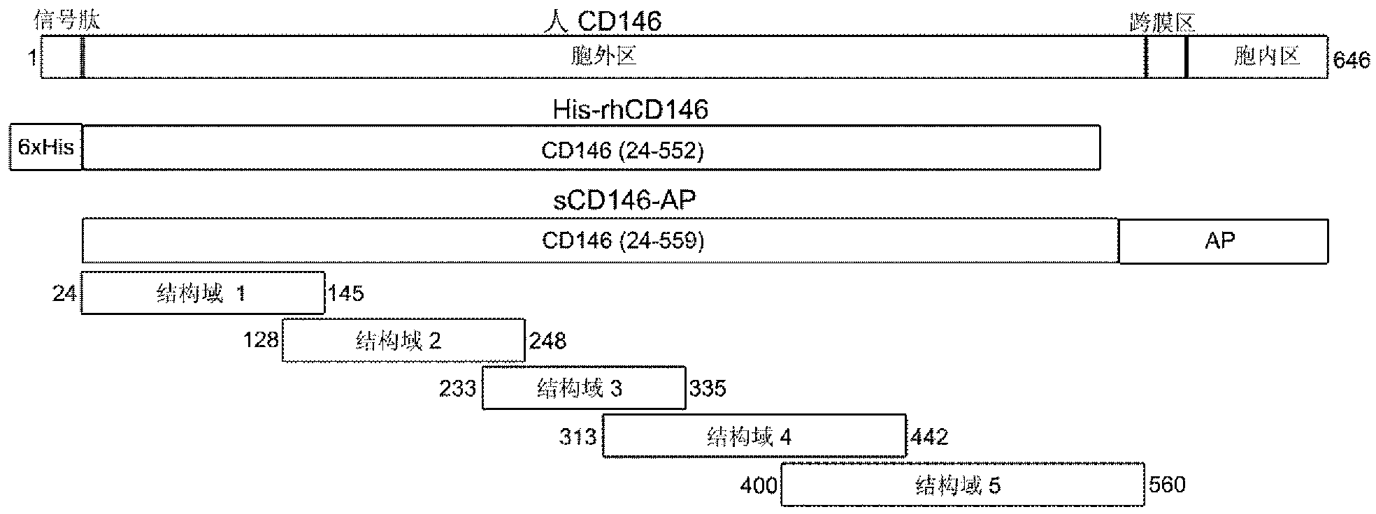 Anti-human CD146 monoclonal antibodies, compositions containing anti-human CD146 monoclonal antibodies, and soluble CD146 detection method