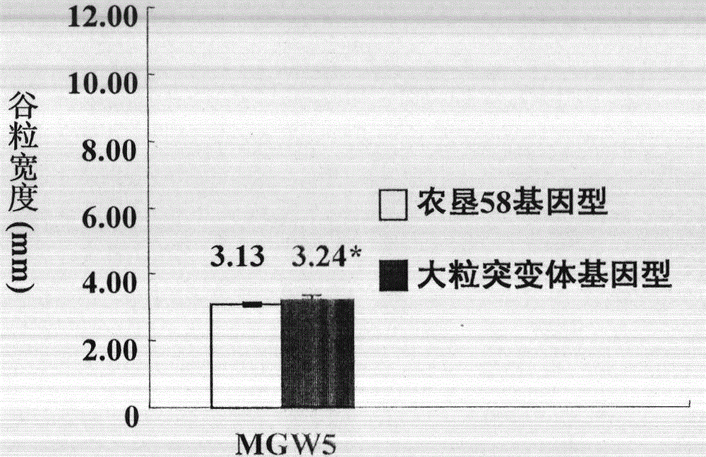 A new rice grain width gene qgs5dl and its molecular marker method