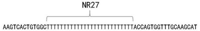 Probe set, system and detection method for detecting unstable sites of next-generation sequencing microsatellite and application of probe set