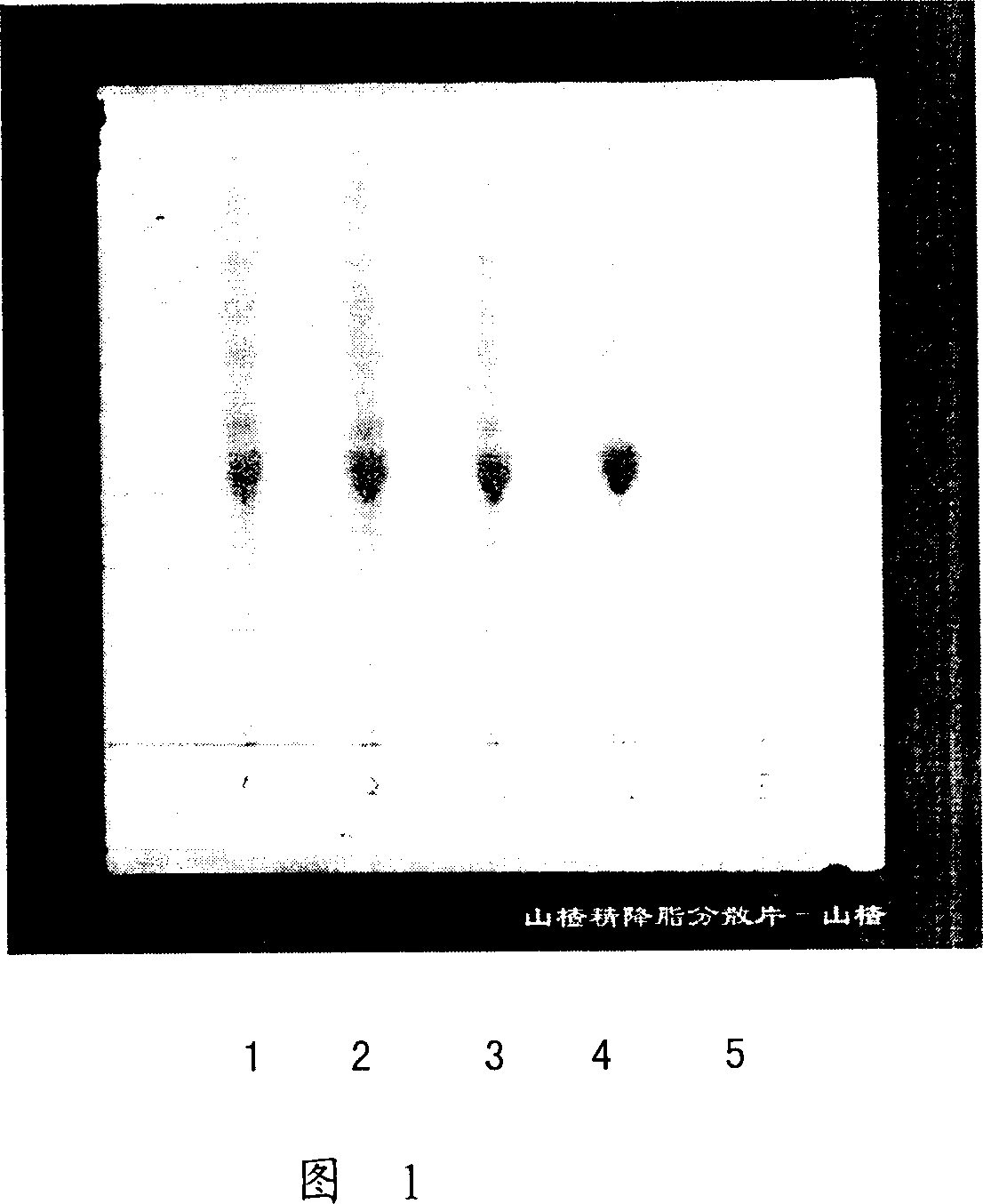Method for identifying hawthorn of hawthorn extract lipid-lowering dispersion tablet
