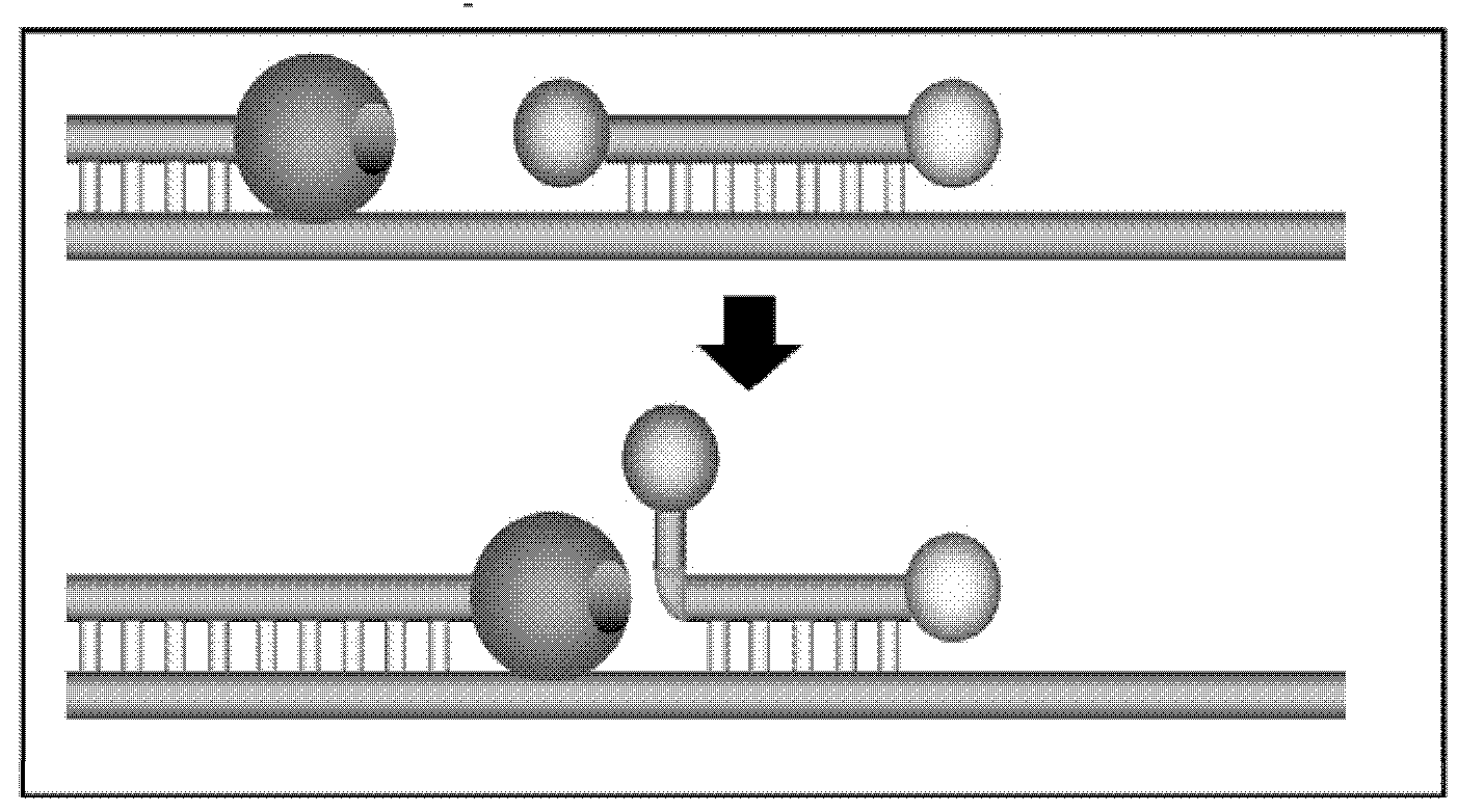 Kit and method for detecting porcine circovirus type-2 (PCV-2) and subtypes thereof