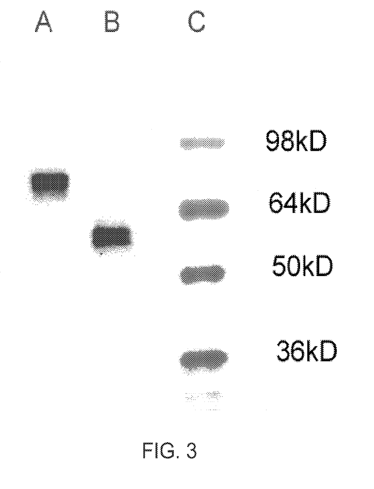 CR-2 binding peptide P28 as molecular adjuvant for DNA vaccines