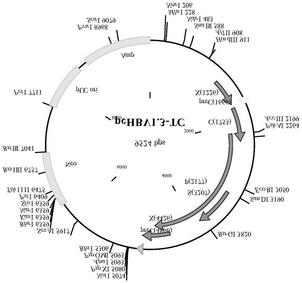 Human liver cancer cell line and its application for observing the life cycle of hepatitis B virus in cells