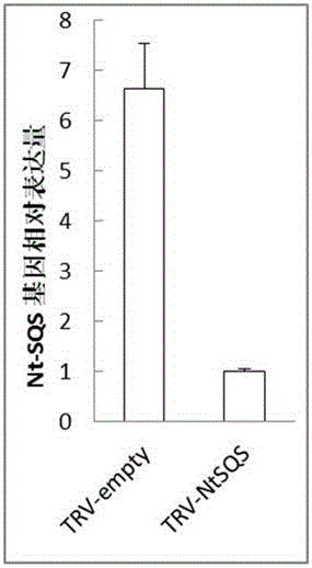 Tobacco squalene synthase protein, tobacco squalene synthase gene and application thereof