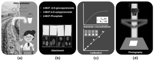 In-situ visual determination method for enzyme activity in plants under environmental stress