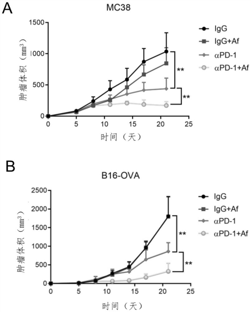 Application of bacteria in preparation of synergist of immune checkpoint inhibitor