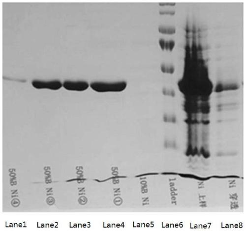 Mutant heparinase I, encoding nucleotide sequence thereof, recombinant carrier and host cell with nucleotide sequence and application