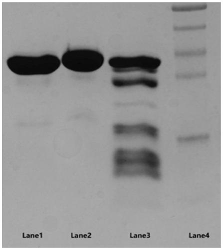 Mutant heparinase I, encoding nucleotide sequence thereof, recombinant carrier and host cell with nucleotide sequence and application