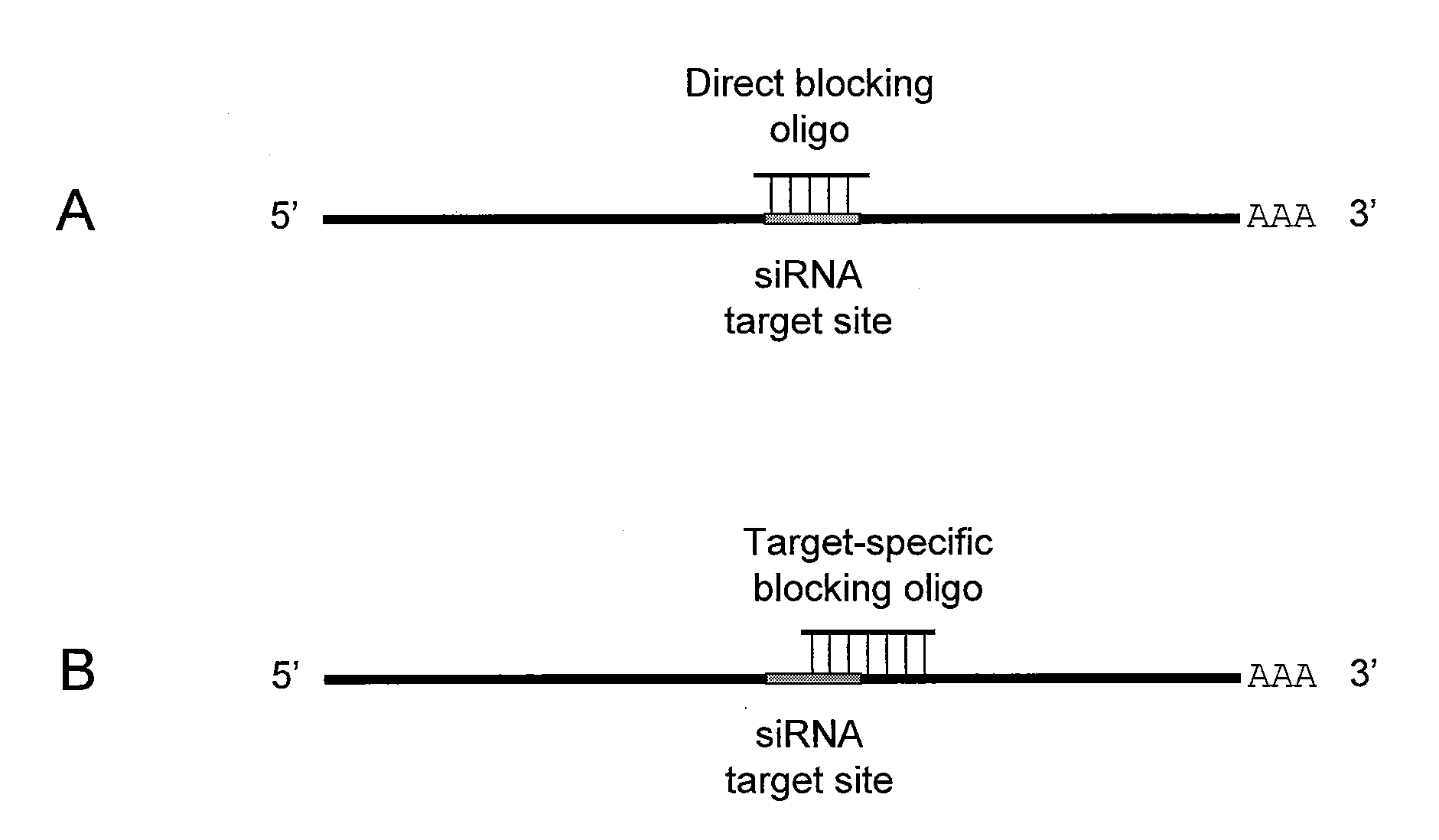 Small interfering RNA (SIRNA) target site blocking oligos and uses thereof