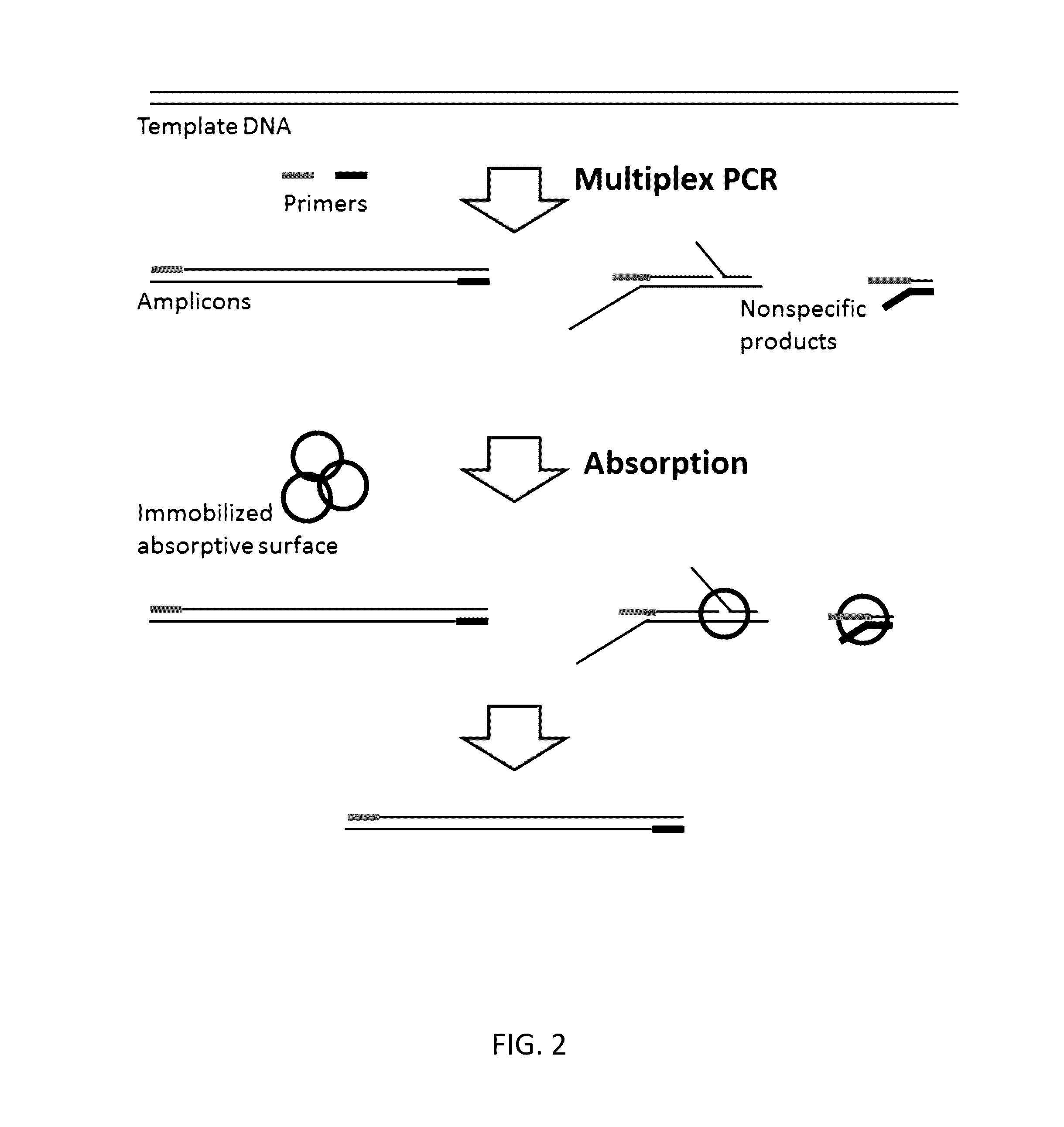 Methods and compositions for reducing non-specific amplification products