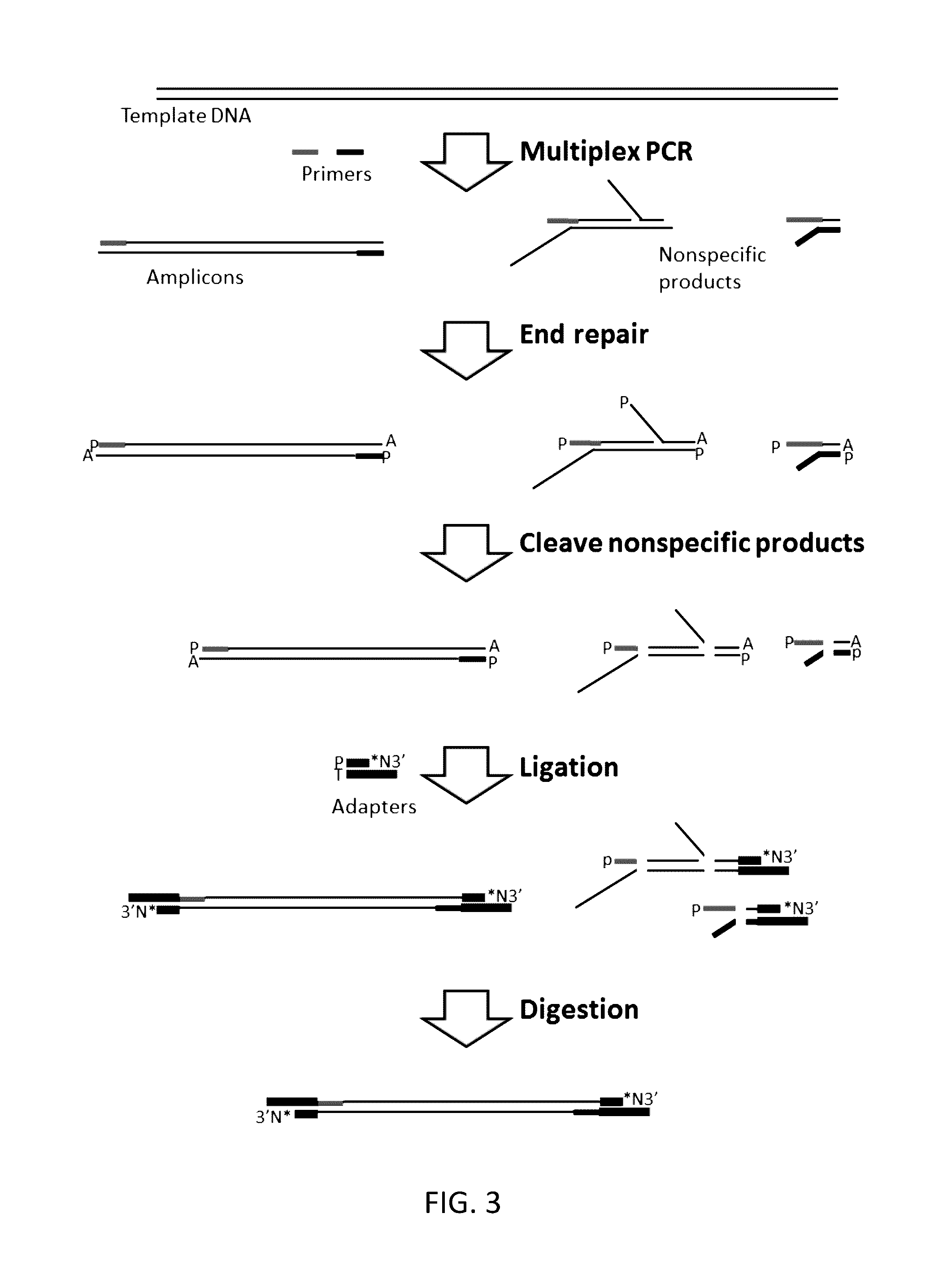 Methods and compositions for reducing non-specific amplification products