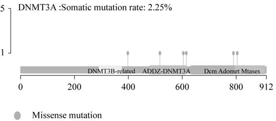 Gene marker for prognosis of pancreatic adenocarcinoma