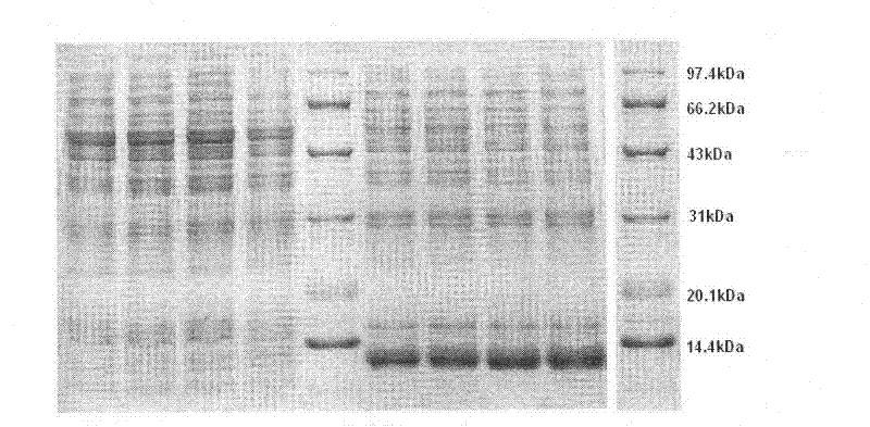 Insulin analogue having quick response and stability under acidic condition and preparation thereof