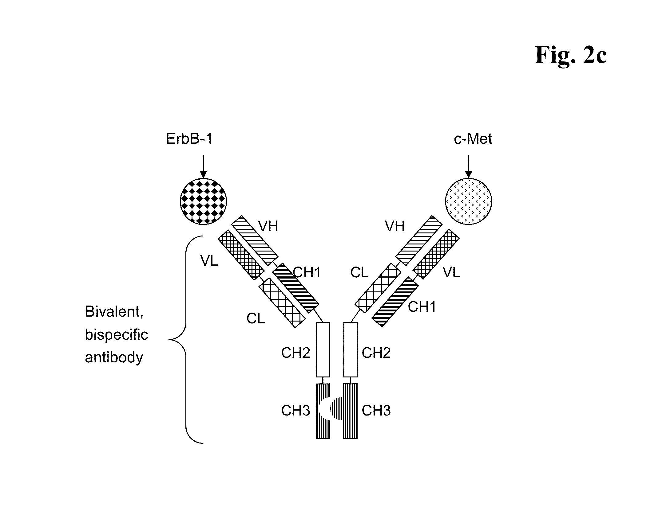 Bispecific Anti ErbB1 / Anti cMet Antibodies