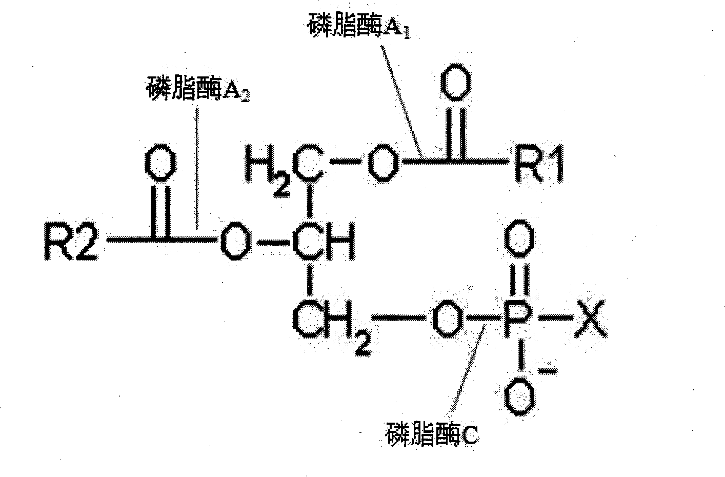Method for degumming soybean oil by phospholipase catalysis