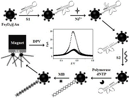 Method For Detecting Heavy Metal Ions Based On Polymerase Isothermal ...