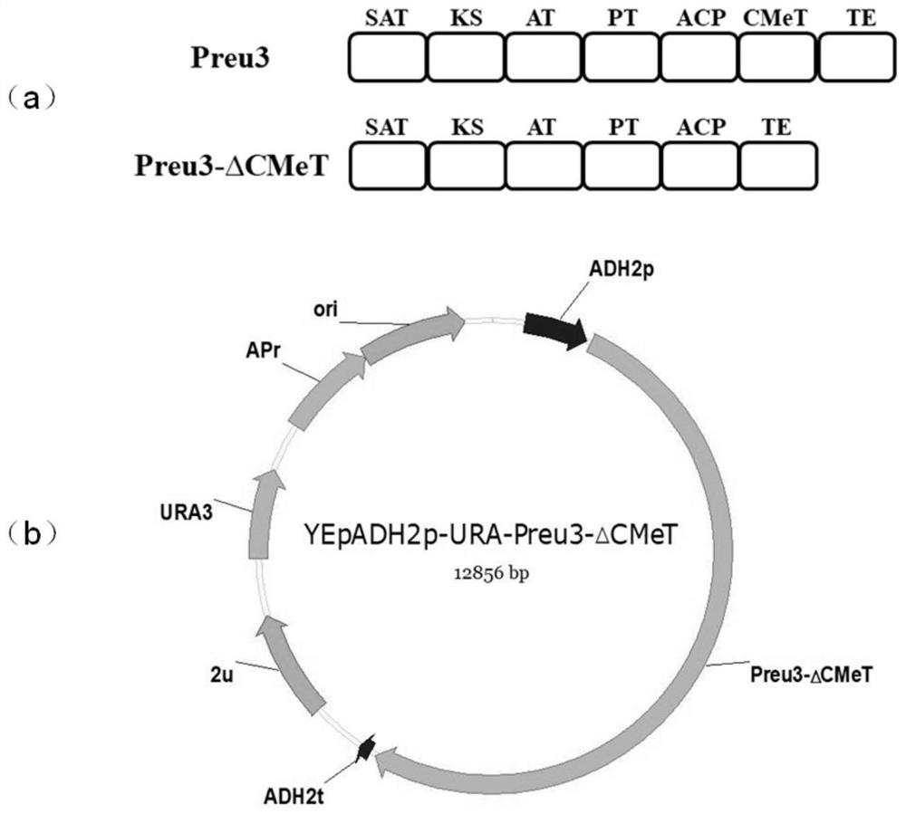 Polyketide synthase Preu3-delta CMeT and application thereof in preparation of orsellinic acid