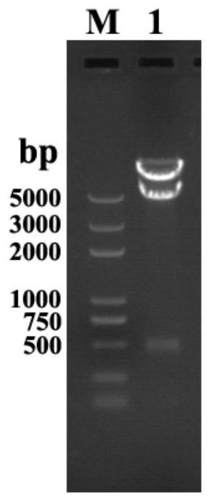 Polyketide synthase Preu3-delta CMeT and application thereof in preparation of orsellinic acid