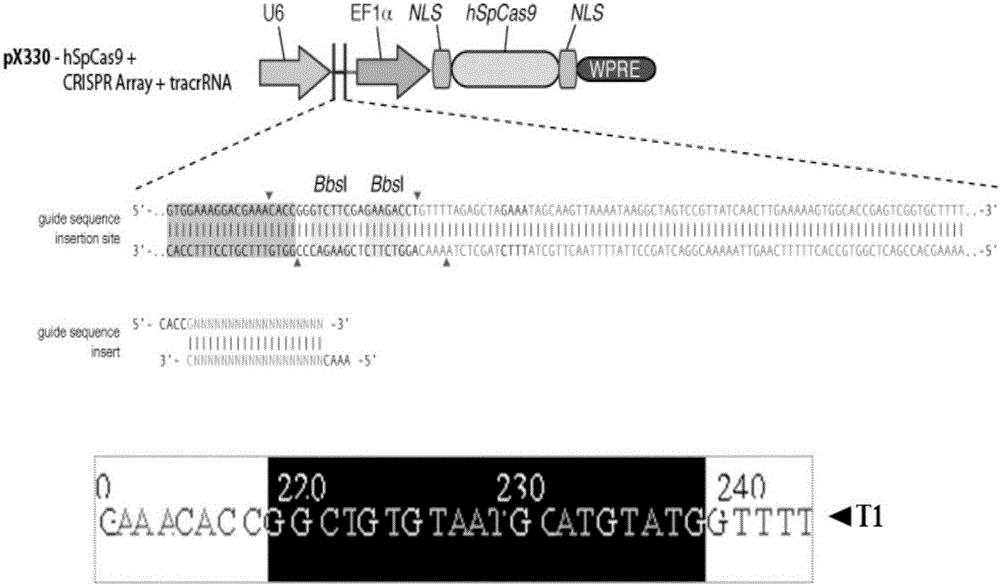 Porcine myostatin gene editing site and application thereof