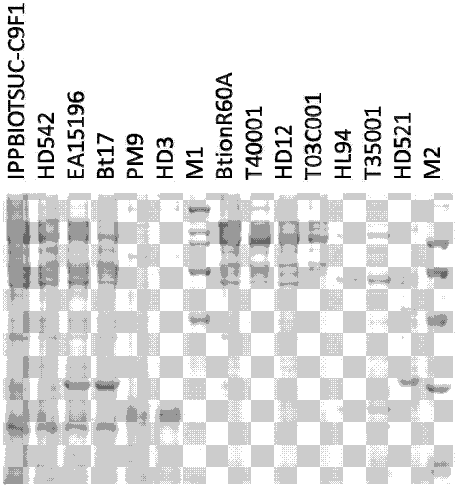 Bacillus thuringiensi strain, expression protein and application of protein