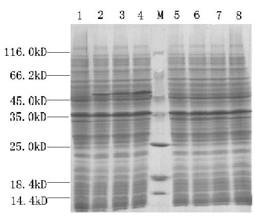 Method for rapid and accurate detection of tomato yellow leaf curl virus (TYLCV)