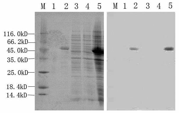 Method for rapid and accurate detection of tomato yellow leaf curl virus (TYLCV)