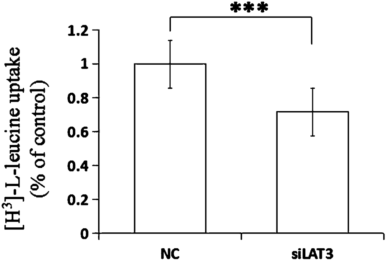 LAT3 protein expressed siRNA in specific in-vitro interference RA synovial cells and application of LAT3 protein expressed siRNA