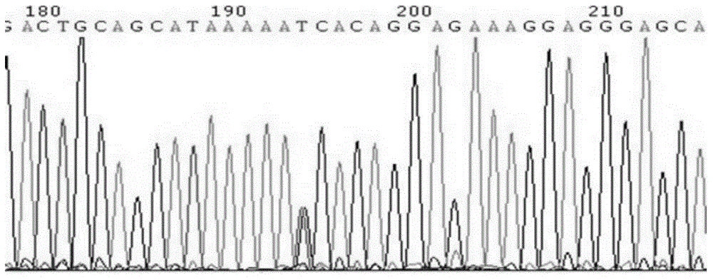 Kit for detecting chicken growth characters and chicken molecular breeding method