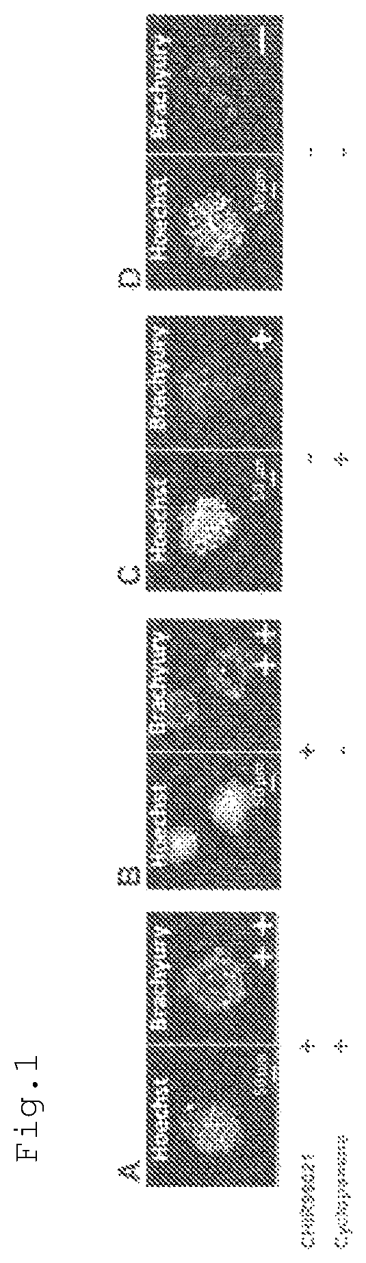 Method for producing osteoblast cluster using human iPS cells