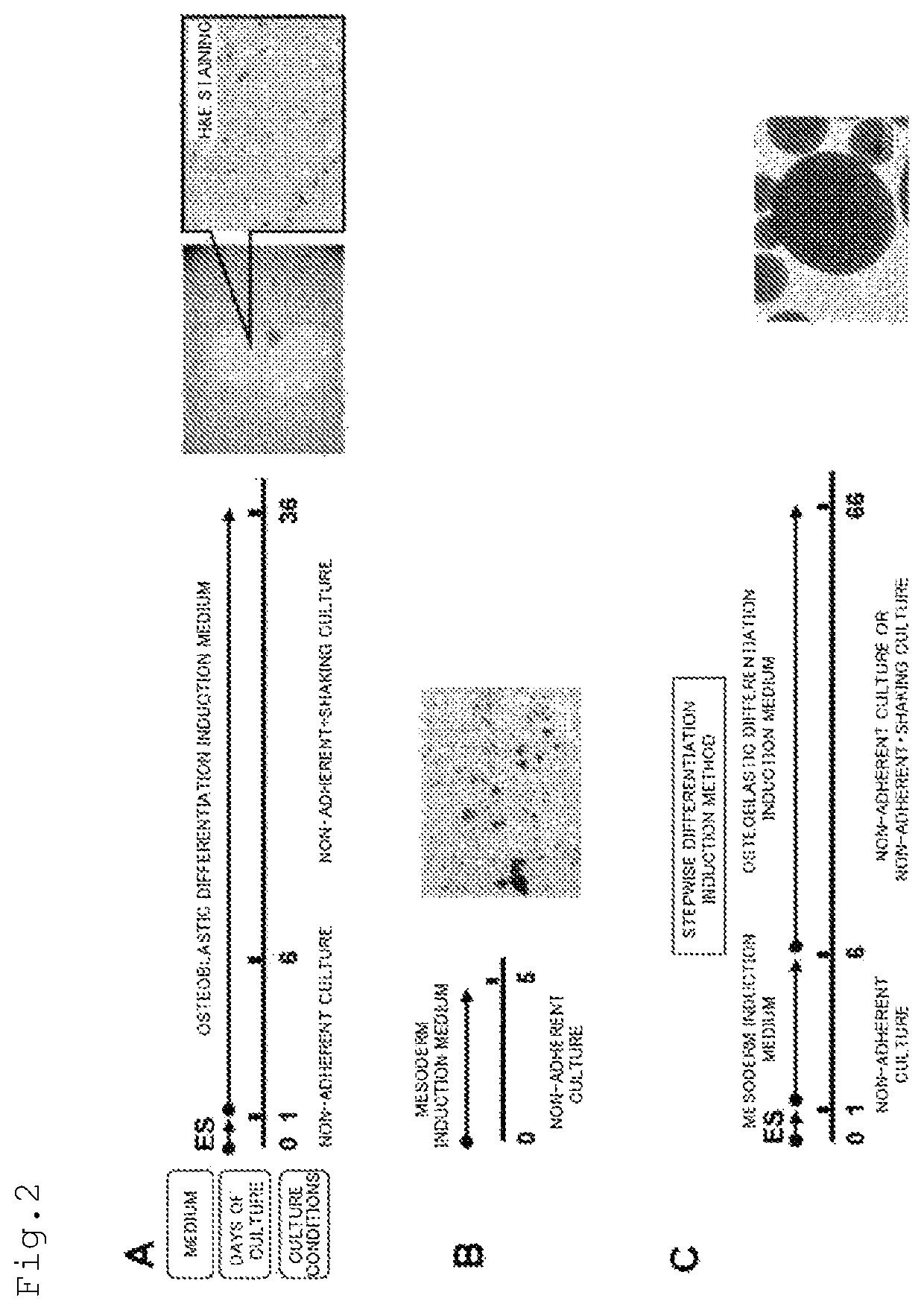 Method for producing osteoblast cluster using human iPS cells