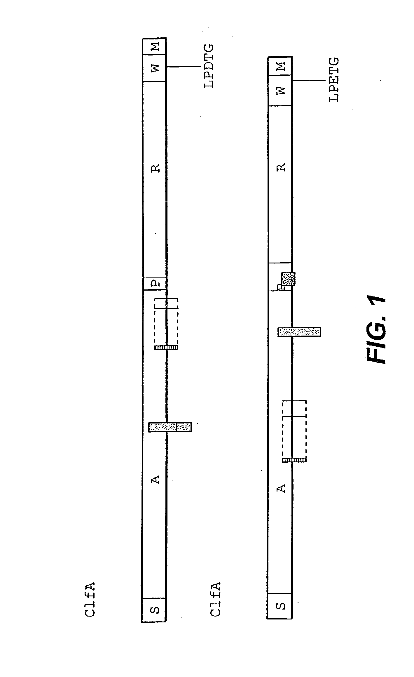 Extracellular matrix-binding proteins from staphylococcus aureus