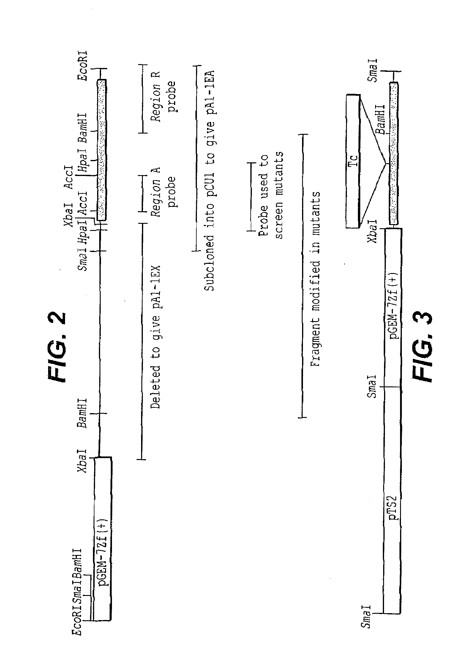 Extracellular matrix-binding proteins from staphylococcus aureus