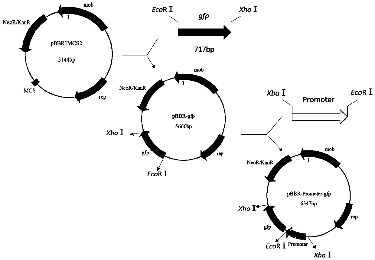 Xylose-induced promoter and plasmid vector and application thereof