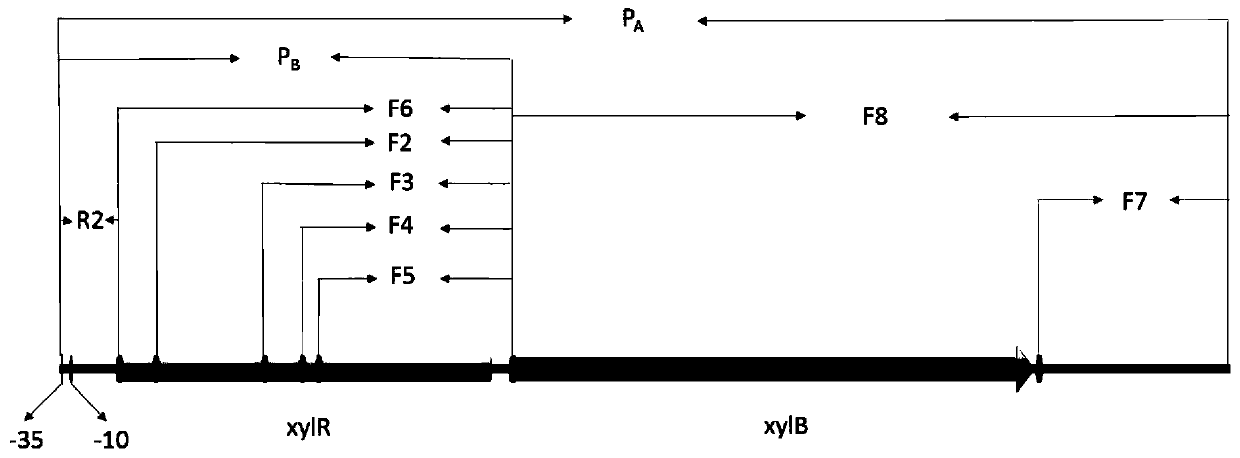 Xylose-induced promoter and plasmid vector and application thereof