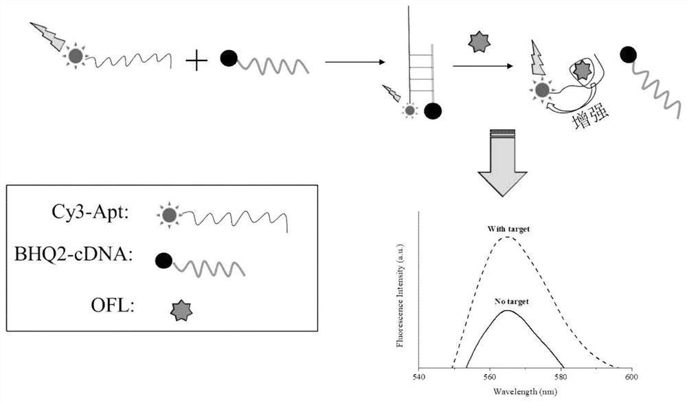 Method for high-sensitivity detection of ofloxacin based on nucleic acid aptamer sensor