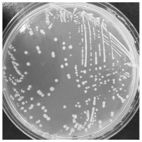 Clostridium butyricum strain with high yield of 1,3-propanediol and sequential inoculation fermentation process