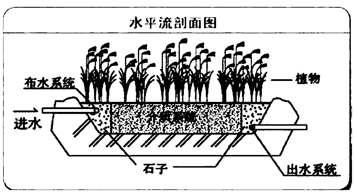 A kind of Enterobacteriaceae and its application in water purification