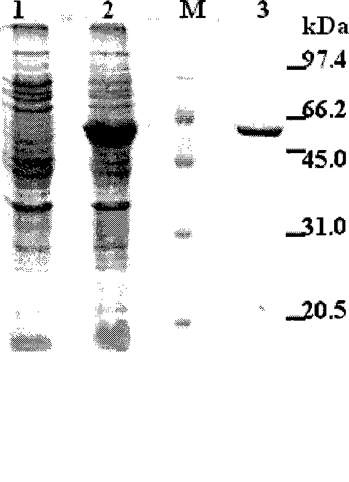 Alpha-glucosidase, gene thereof, preparation method, vector and host cell