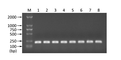 Real-time fluorescence quantitative PCR (Polymerase Chain Reaction) detection kit for BDV (Borna Disease Virus) p24 segment