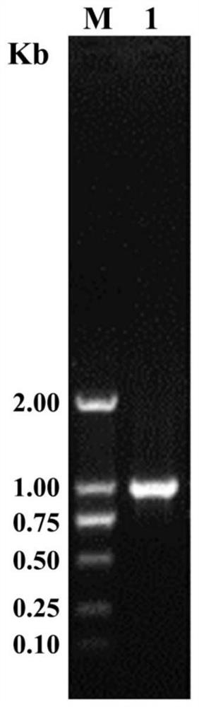 Application of the peanut annexin gene ahann6 in improving the resistance of plants and microorganisms to high temperature and oxidative stress