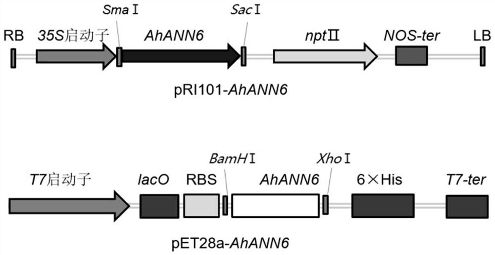 Application of the peanut annexin gene ahann6 in improving the resistance of plants and microorganisms to high temperature and oxidative stress