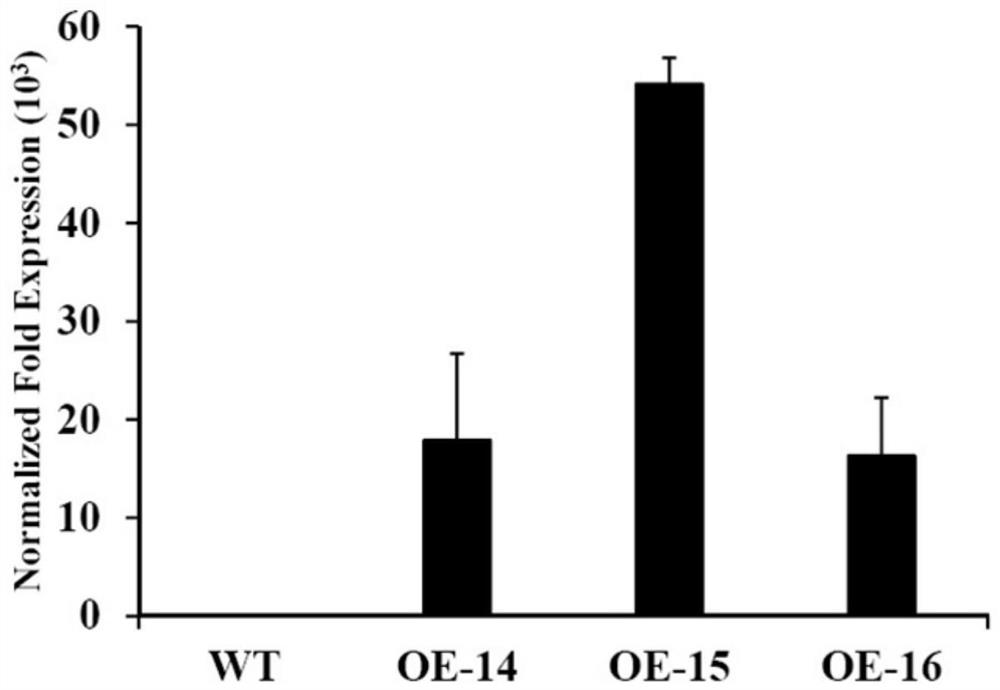 Application of the peanut annexin gene ahann6 in improving the resistance of plants and microorganisms to high temperature and oxidative stress