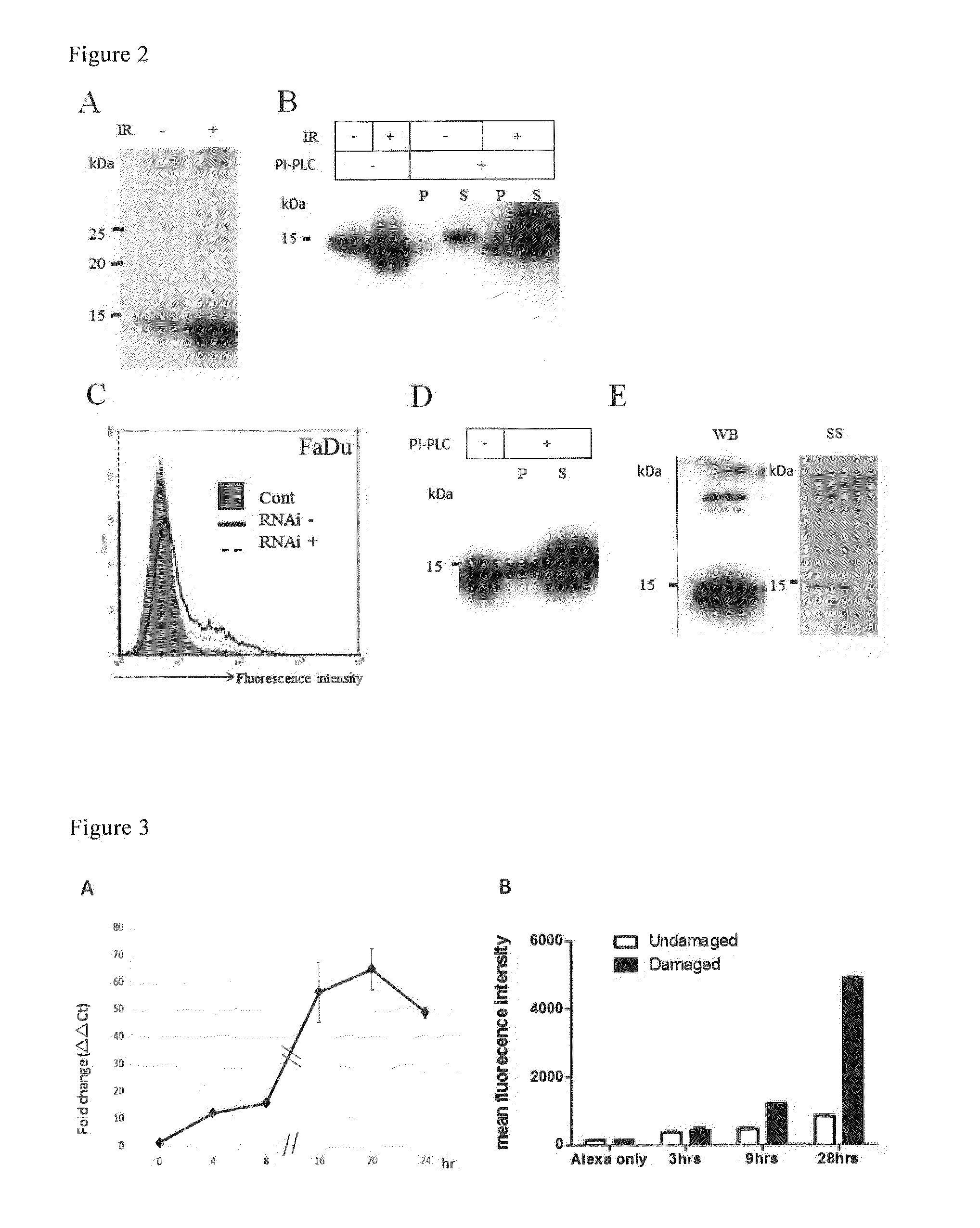 Method for detecting cellular DNA damage and antibody against  cell surface antigen responsive to DNA strand breaks