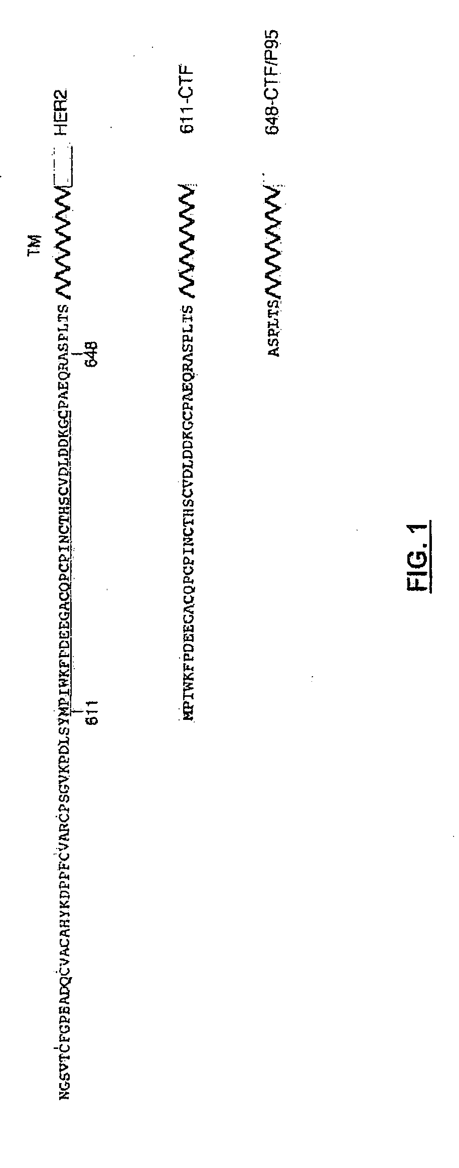 Method for Diagnosing Cancers Expressing the HER2 Receptor or its Truncated Variants