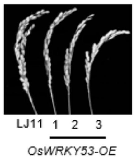 Application of rice transcription factor OsWRKY53 in negative regulation and control of cold tolerance of rice in booting stage