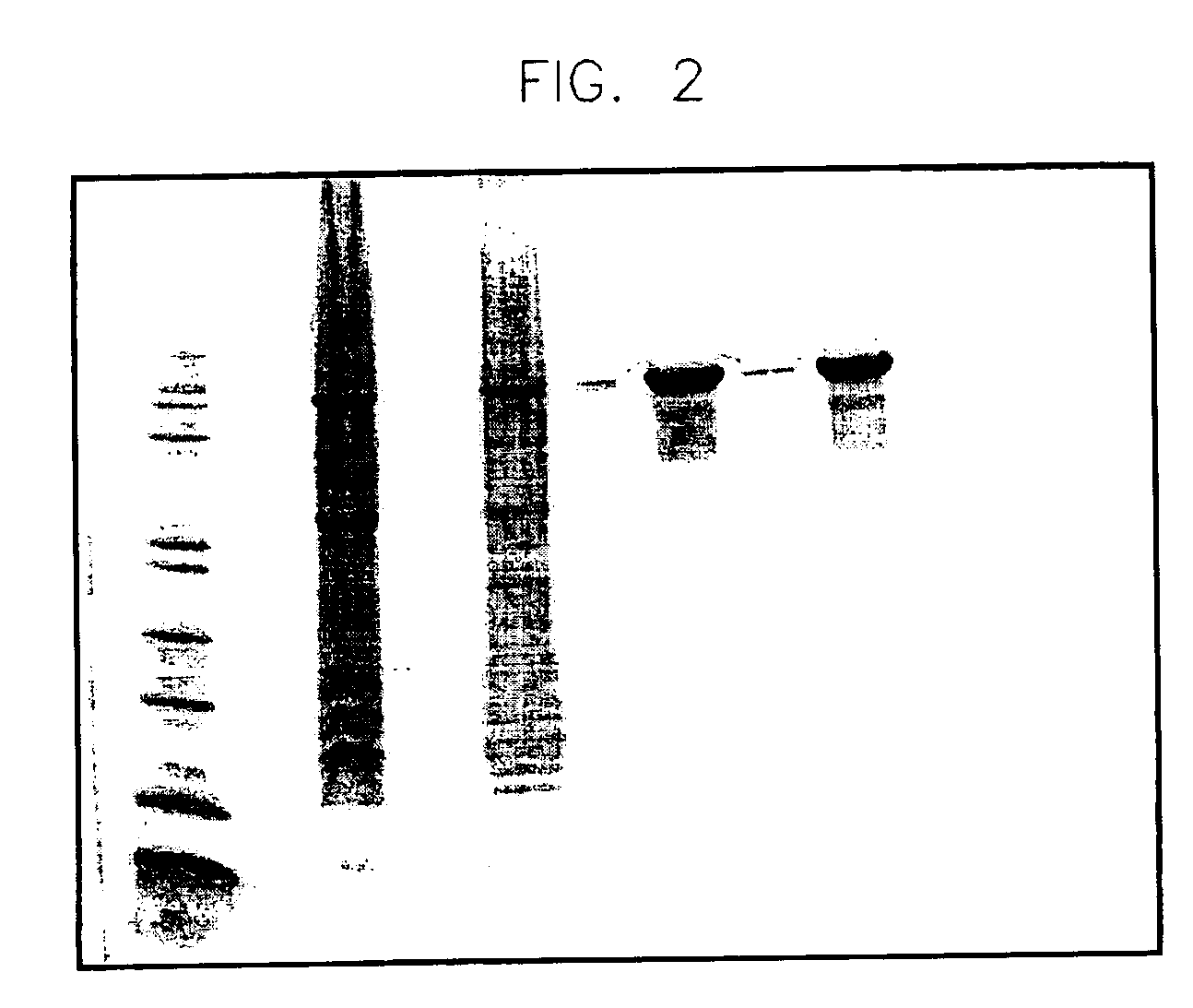 Complexes comprising a prion protein and a peptidyl prolyl isomerase chaperone, and method for producing and using them